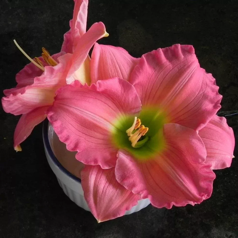 Woodside Romance Daylily