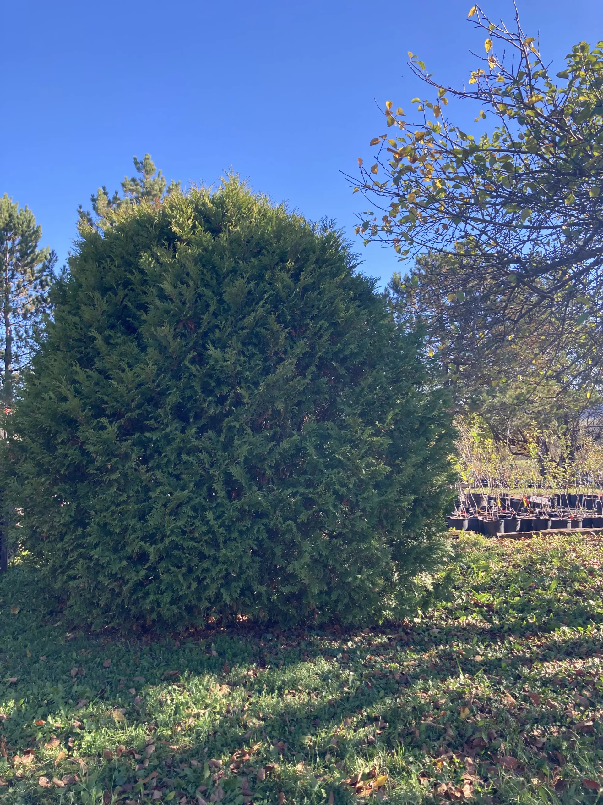 Woodwardi Globe Cedar
