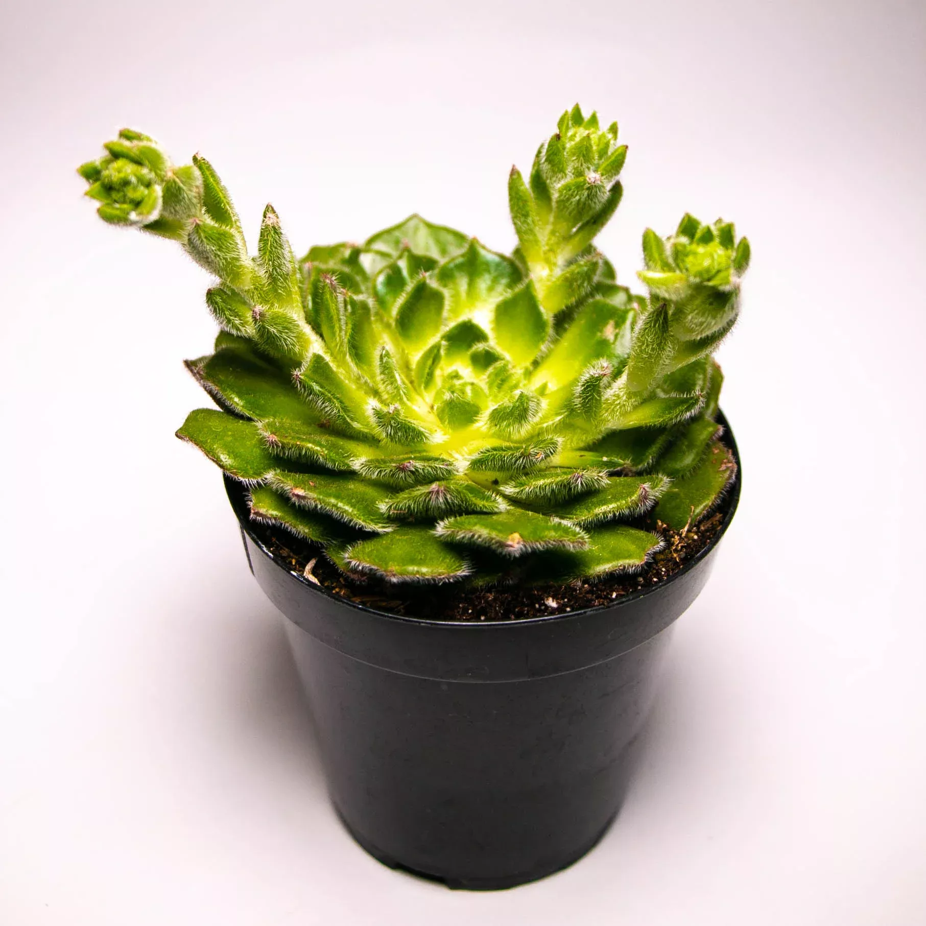Woolly Rose / Echeveria setosa ciliata