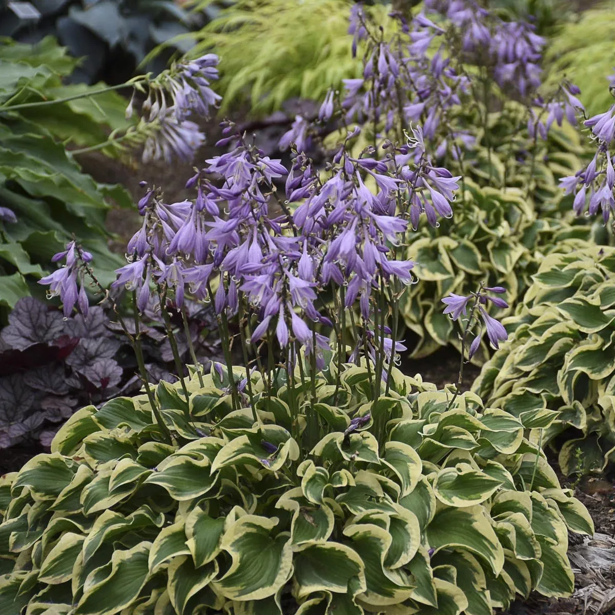 'Wrinkle in Time' Hosta