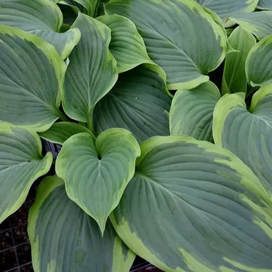 Wu La La Hosta