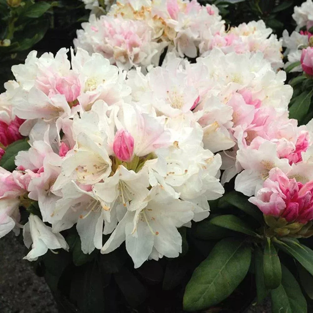 Yaku Princess Rhododendron – Compact White- | Pixies Gardens