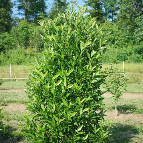 Yardline Viburnum