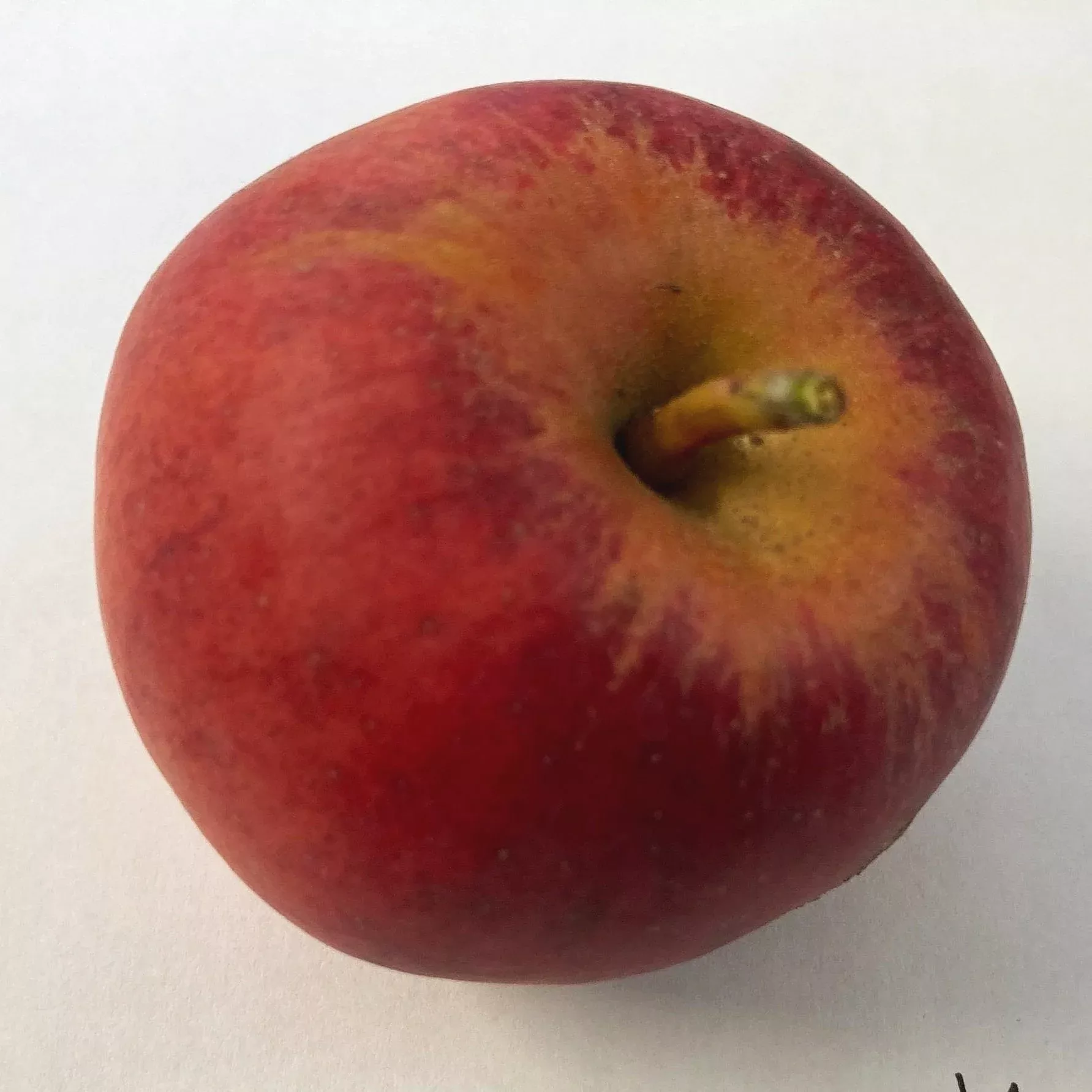 Yarlington Mill Apple