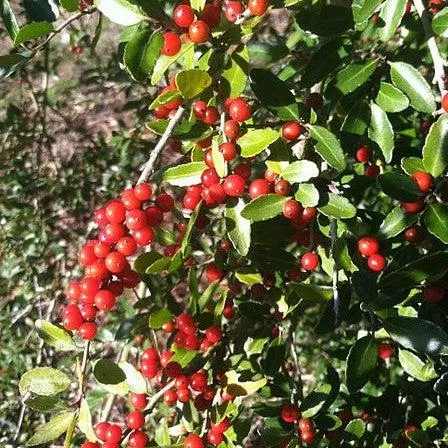 Yaupon Holly