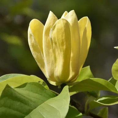 Yellow Bird Magnolia Tree
