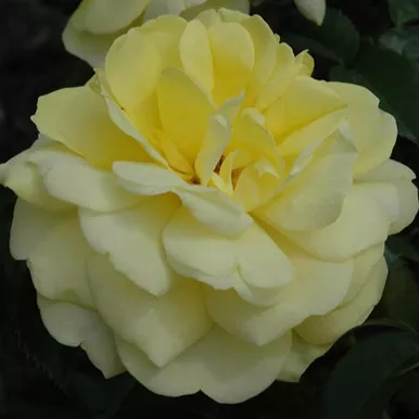 Yellow Brick Road Rose