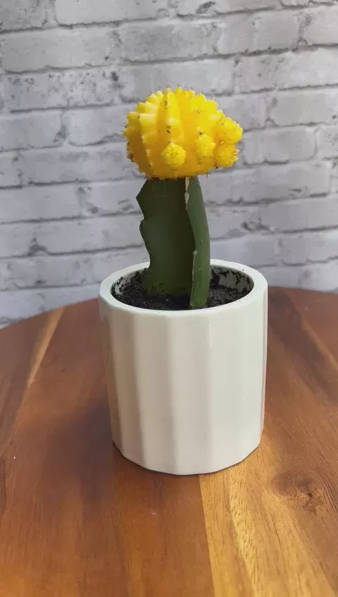 Yellow Cactus