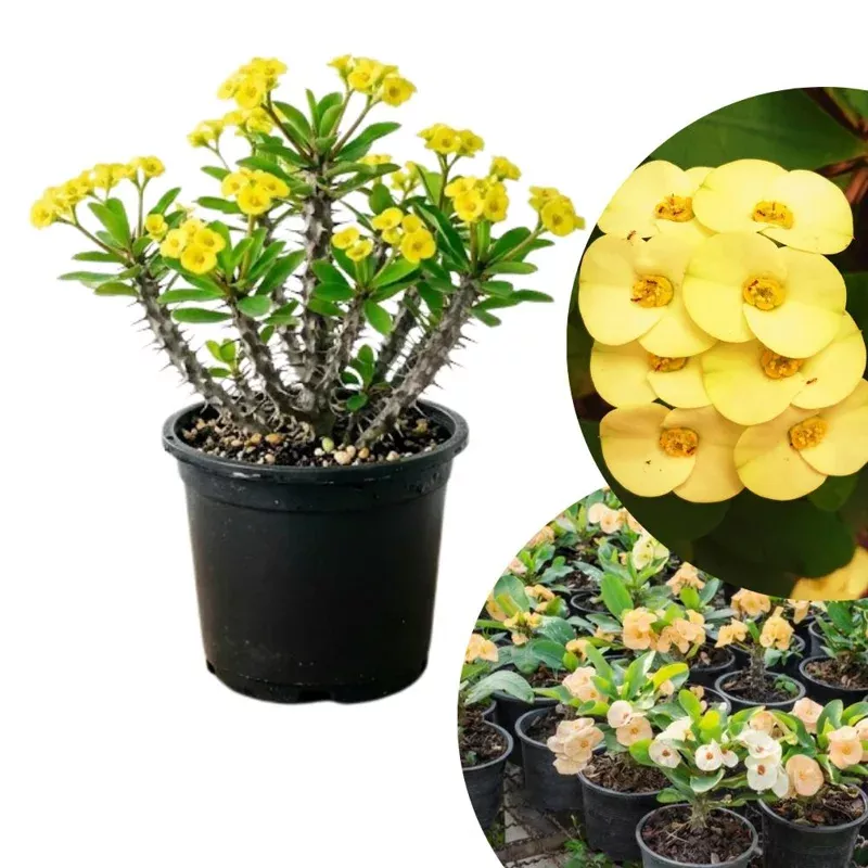 Yellow Crown of Thorns Live Plant, Euphorbia Milii, 4-6 Inches Tall, 4 Inch Pot