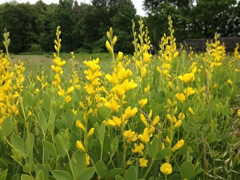 Yellow False Indigo Seeds – 30 Count Perennial Flower Seeds, Baptisia tinctoria