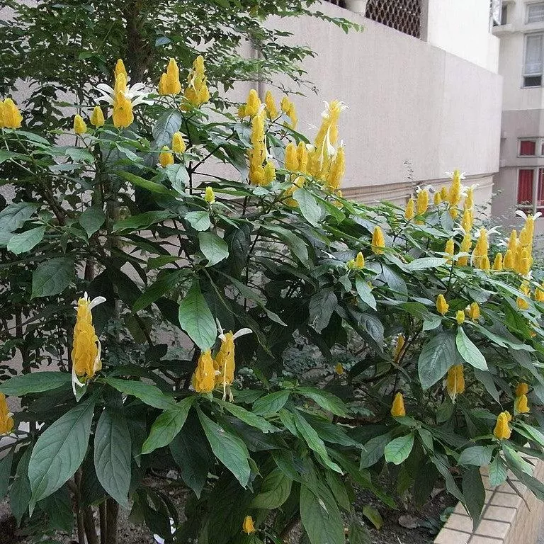 Yellow Shrimp Plant