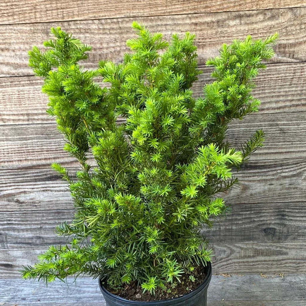 Yew, Dense Spreading Yew