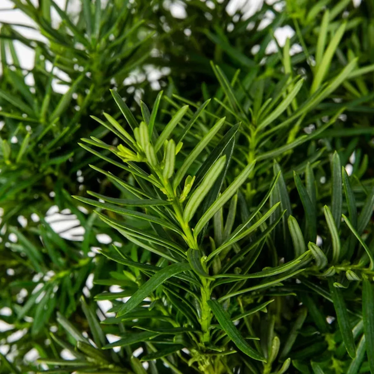 Yew, Densiformis