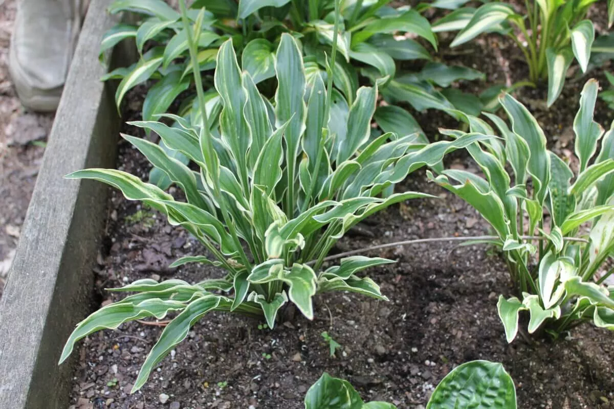 Yippee Hosta