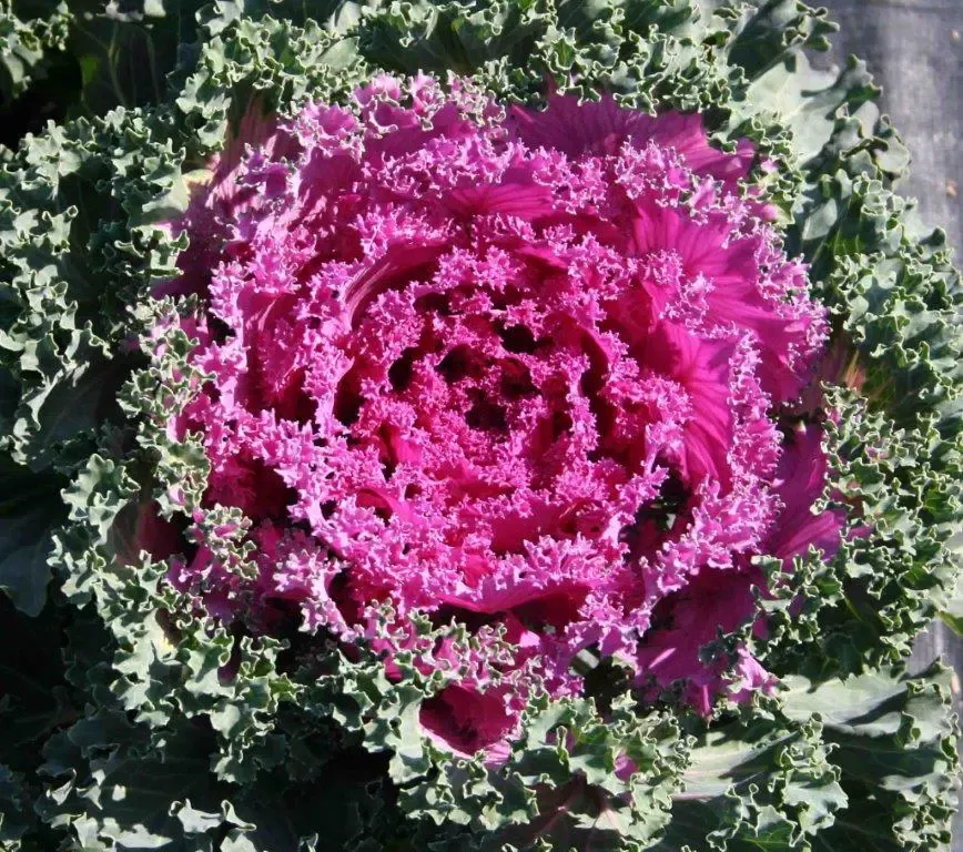 Yokohama Red Flowering Kale
