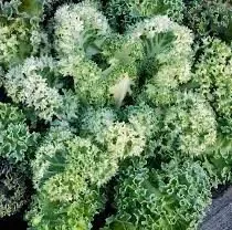Yokohama White Flowering Kale