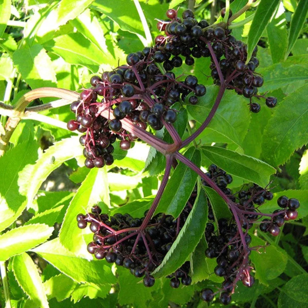 York Elderberry – Self-Fertile Heavy-Bearin | Pixies Gardens