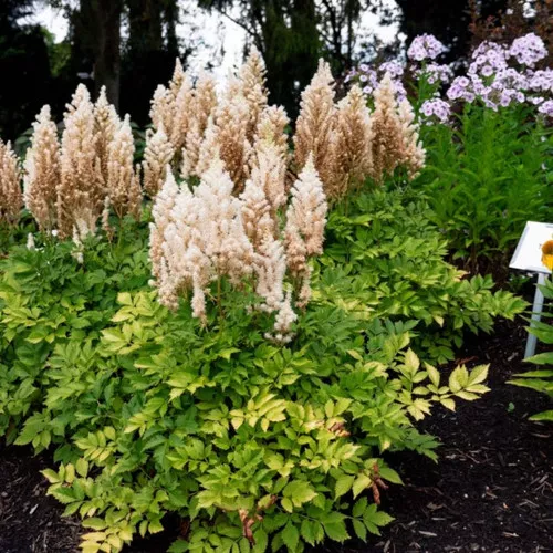 You and Me Together Astilbe