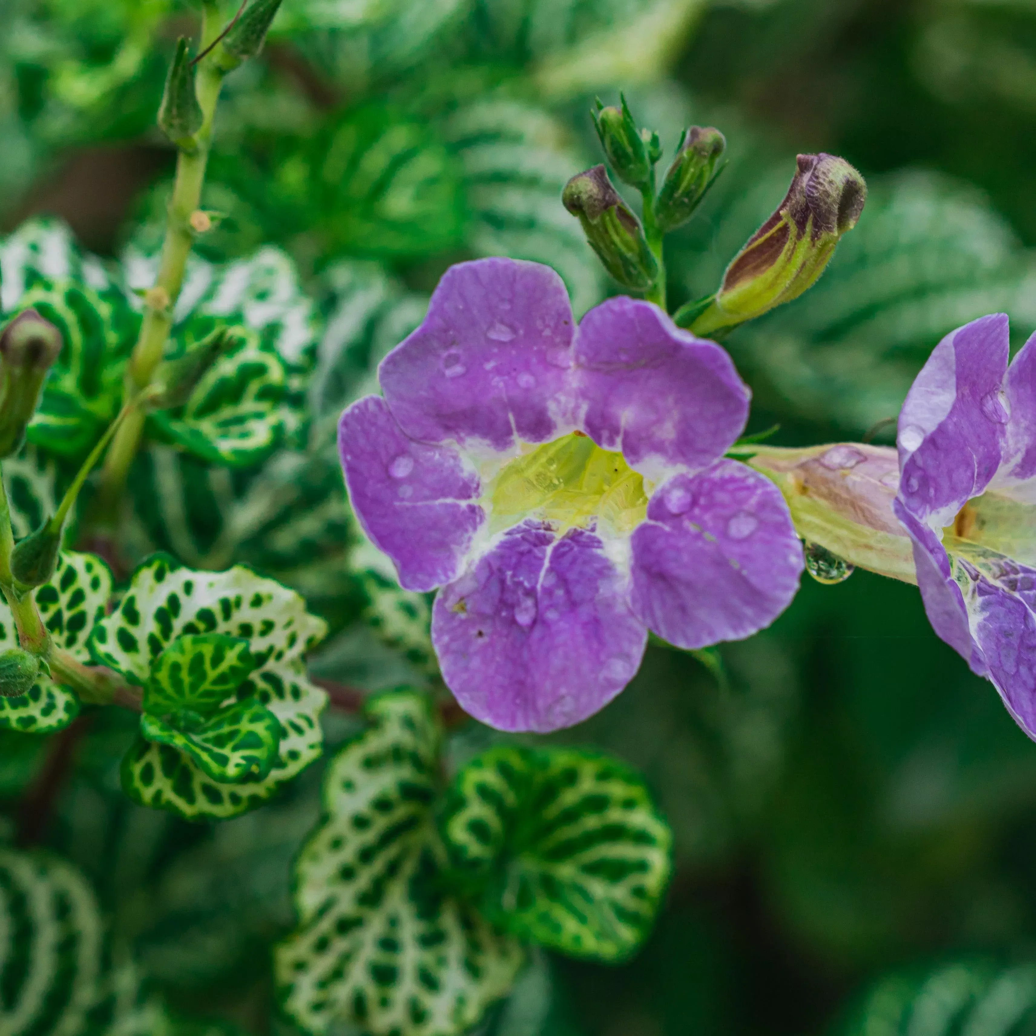 You're So Vein Ganges Primrose