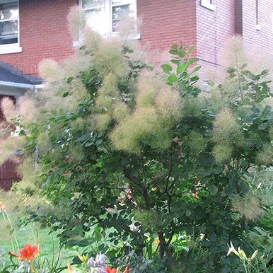Young Lady Smokebush