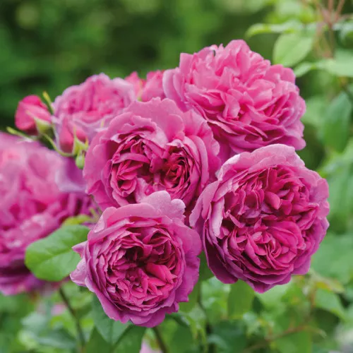 Young Lycidas English Shrub Rose