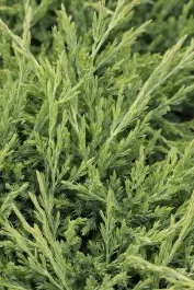 Youngstown Andorra Juniper