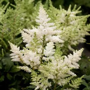 Younique White Astilbe