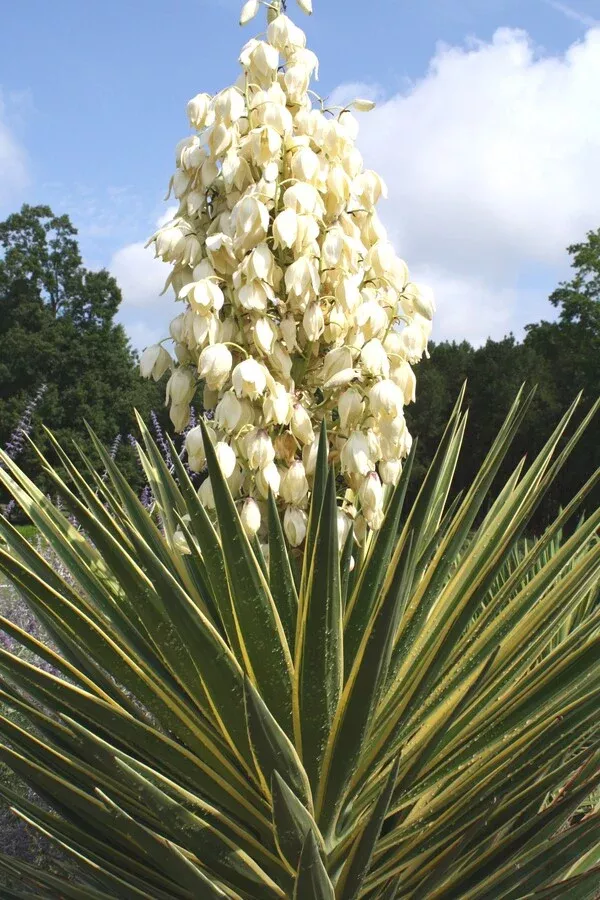 Yucca aloifolia 'Variegata'