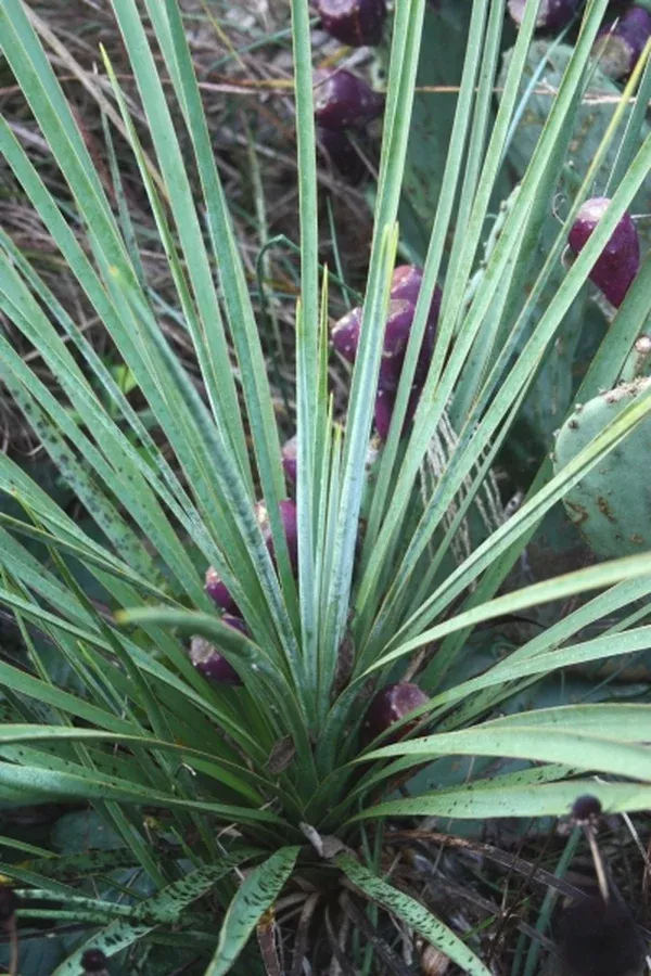 Yucca angustissima var. kanabensis