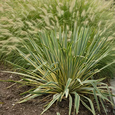 Yucca - Bright Edge Adam's Needle