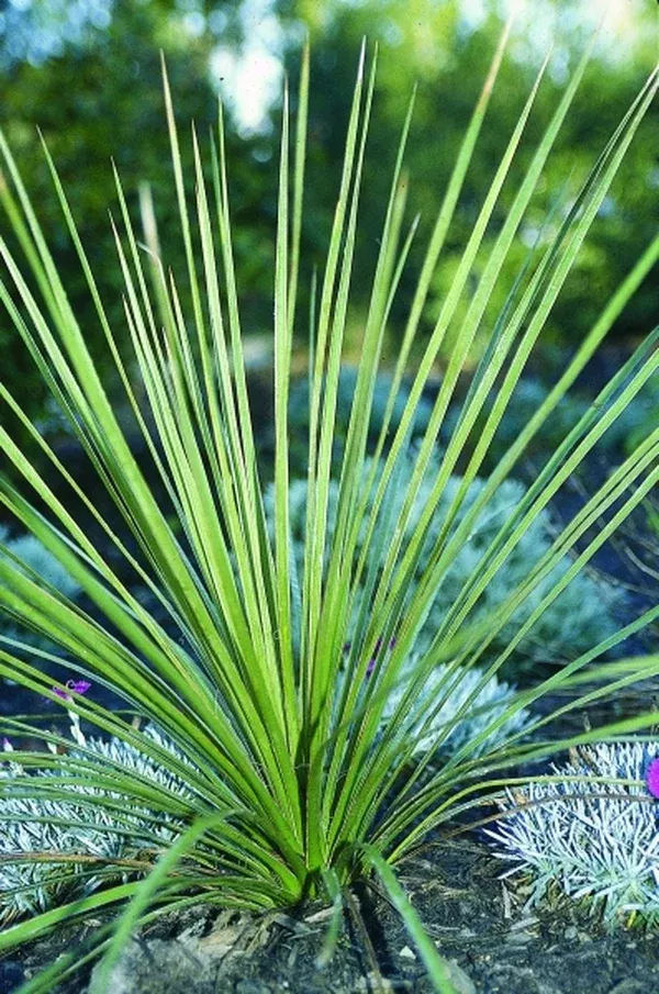 Yucca campestris coll. #D09-18