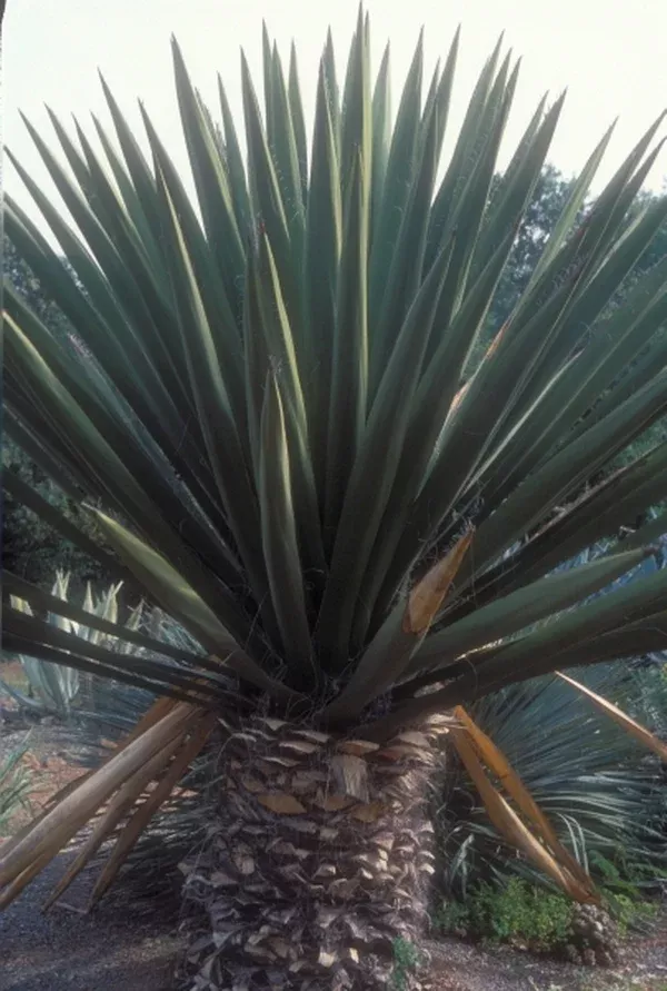 Yucca faxoniana