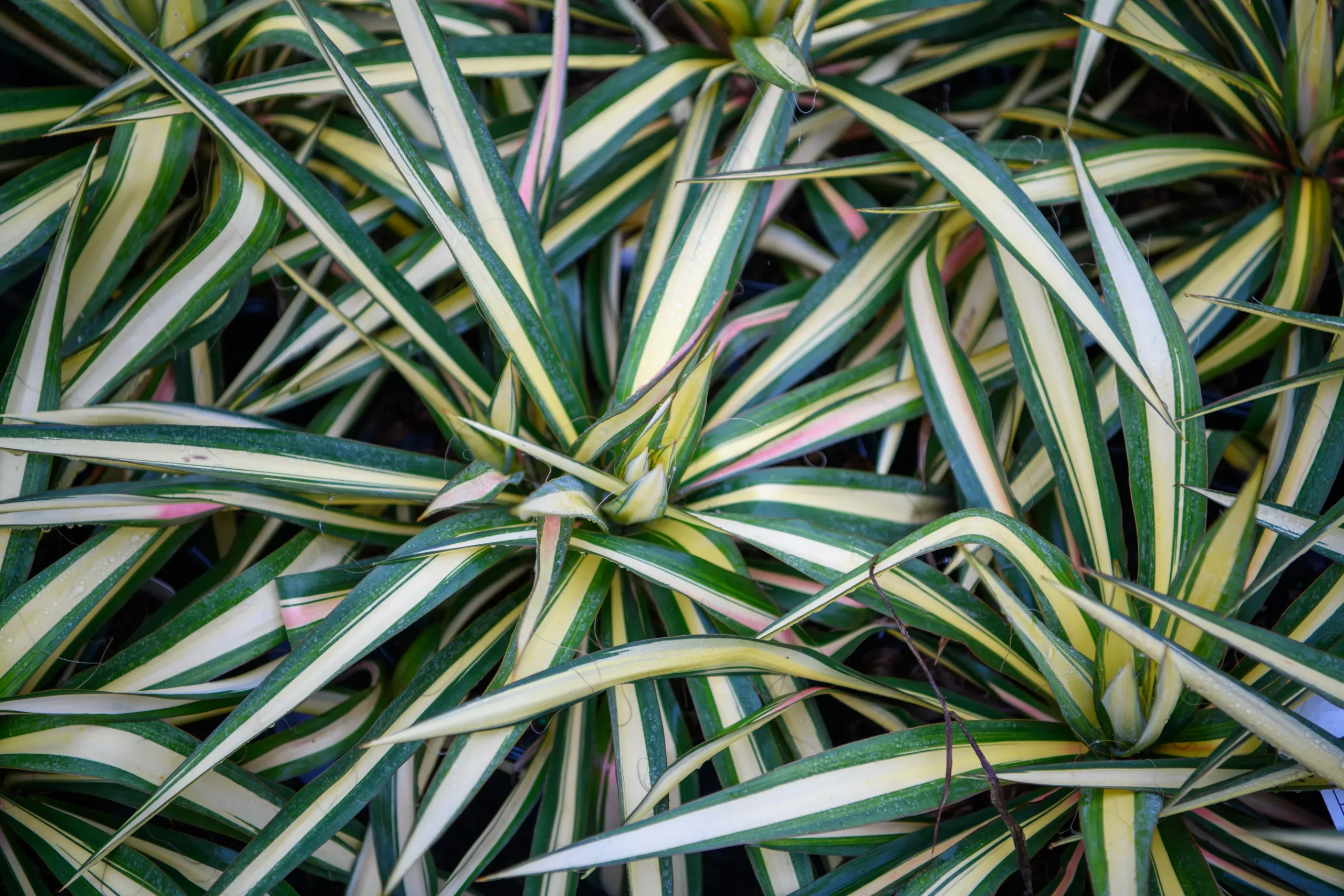 Yucca filamentosa 'Color Guard'