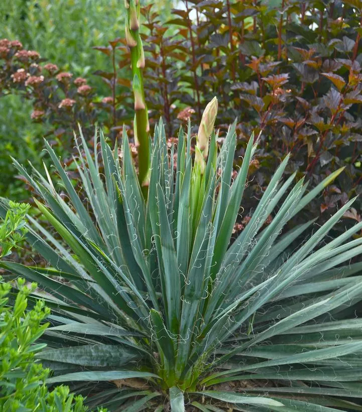 YUCCA FILAMENTOSA `EXCALIBUR`