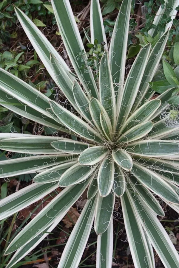 Yucca filamentosa 'Variegata'