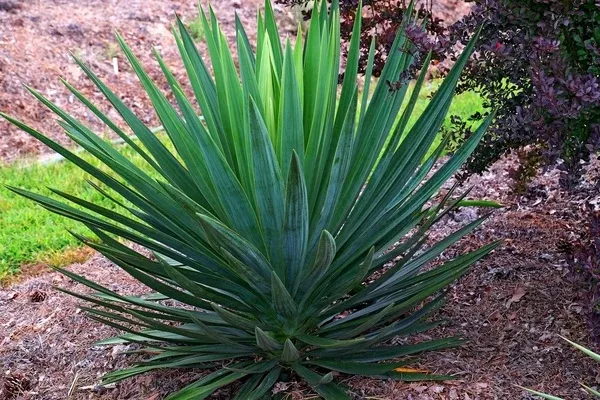 Yucca gloriosa 'Some Beach'