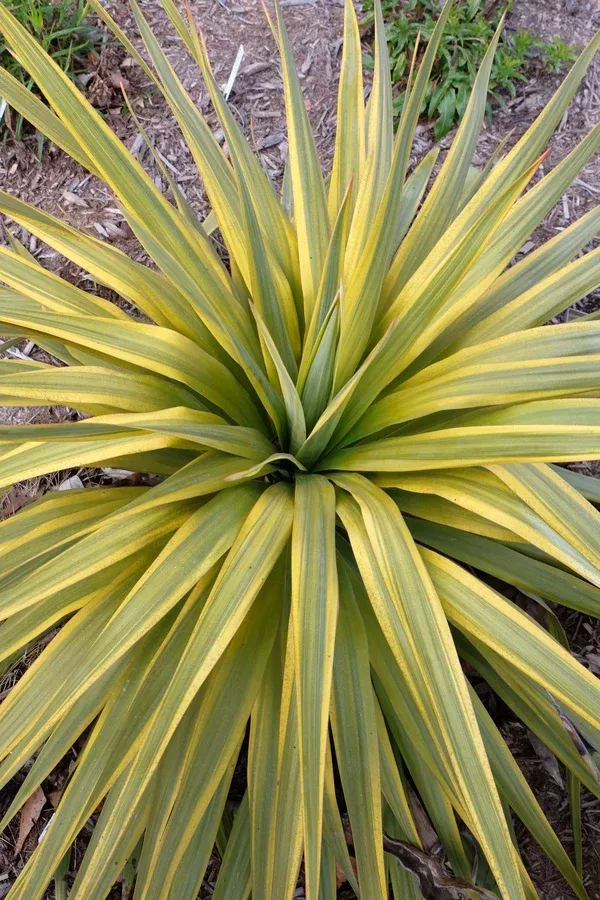 Yucca recurva 'Mellow Yellow'