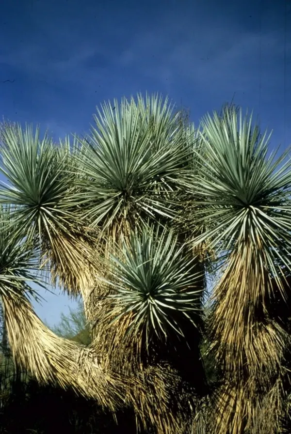 Yucca rigida