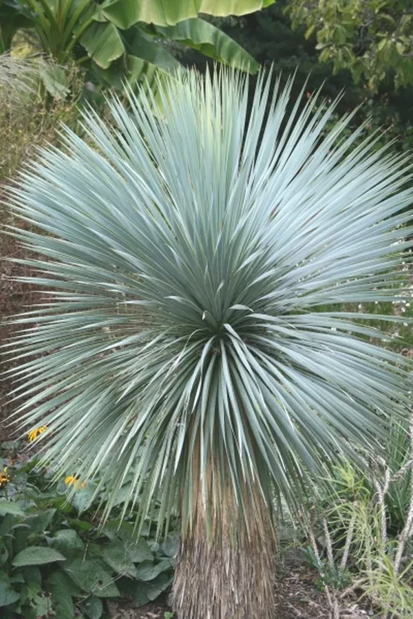 Yucca rostrata
