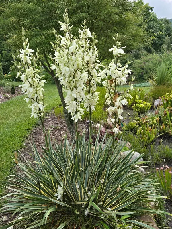 Yucca smalliana 'Bright Edge'