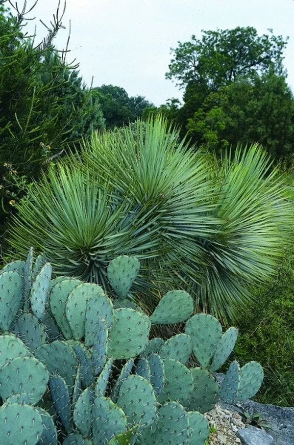 Yucca thompsoniana