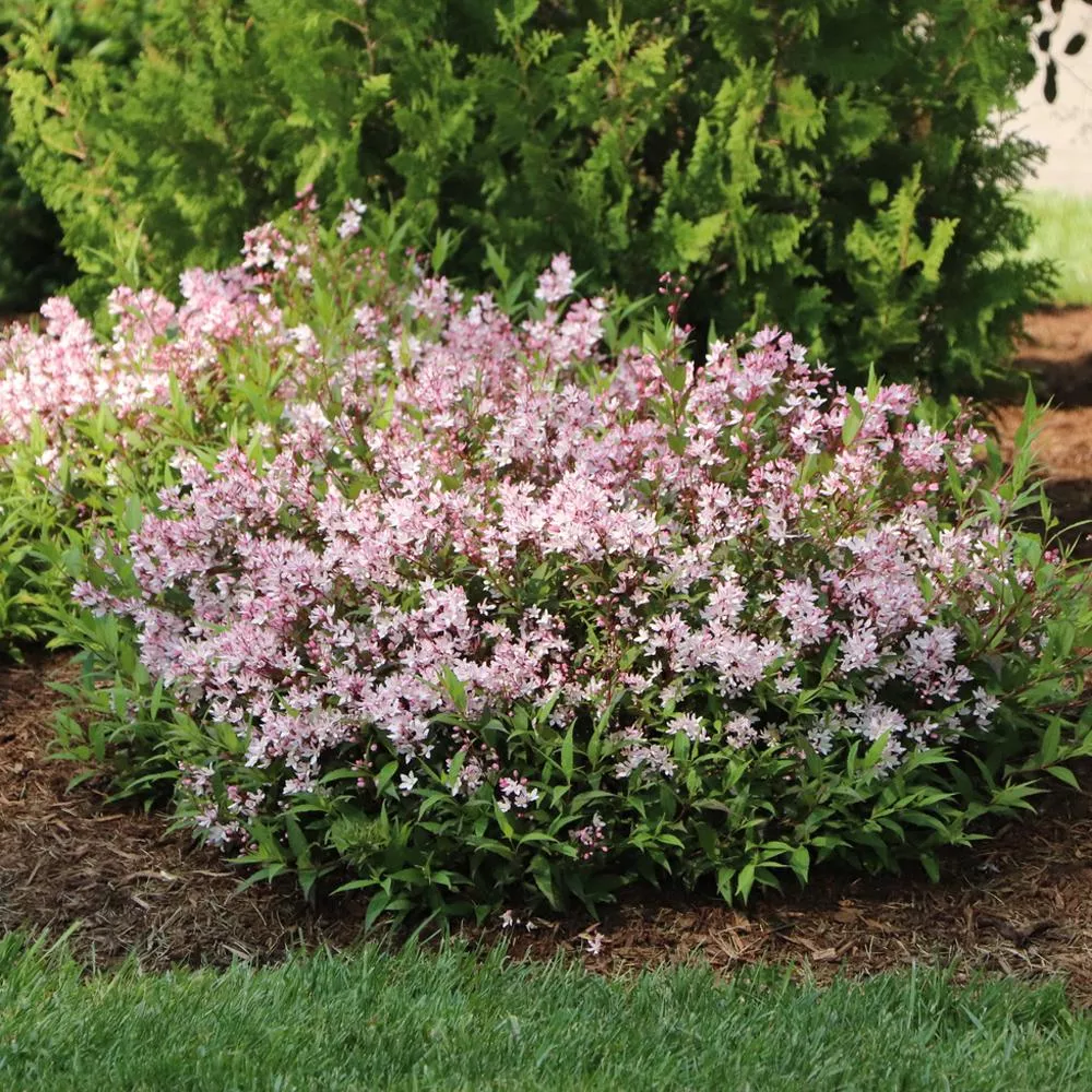 Yuki Cherry Blossom 2.0 Deutzia