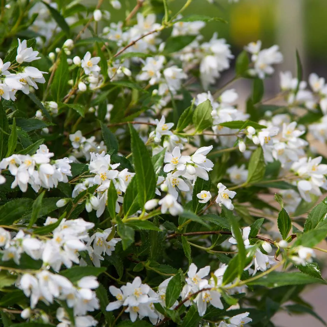 Yuki Snowflake Deutzia | Pixies Gardens