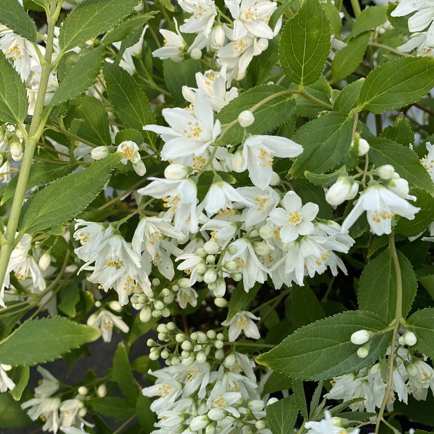 Yuki Snowflake Deutzia
