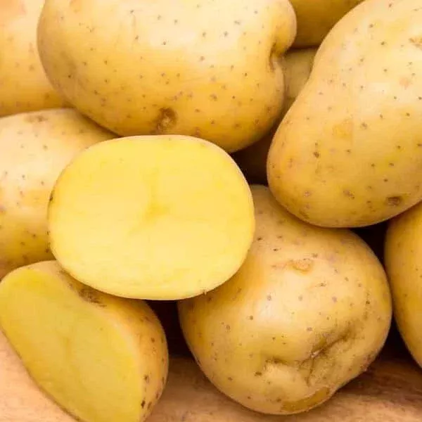 Yukon Gold Seed Potatoes – USDA Certified for Planting – 113 gram Pack