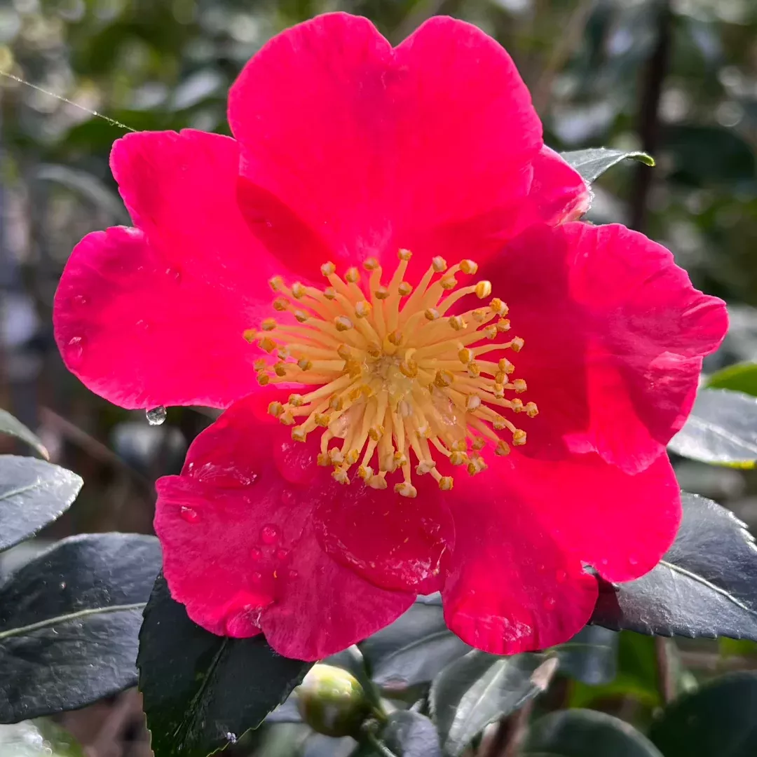 Yuletide Camellia – Brilliant Red Blooms wi | Pixies Gardens