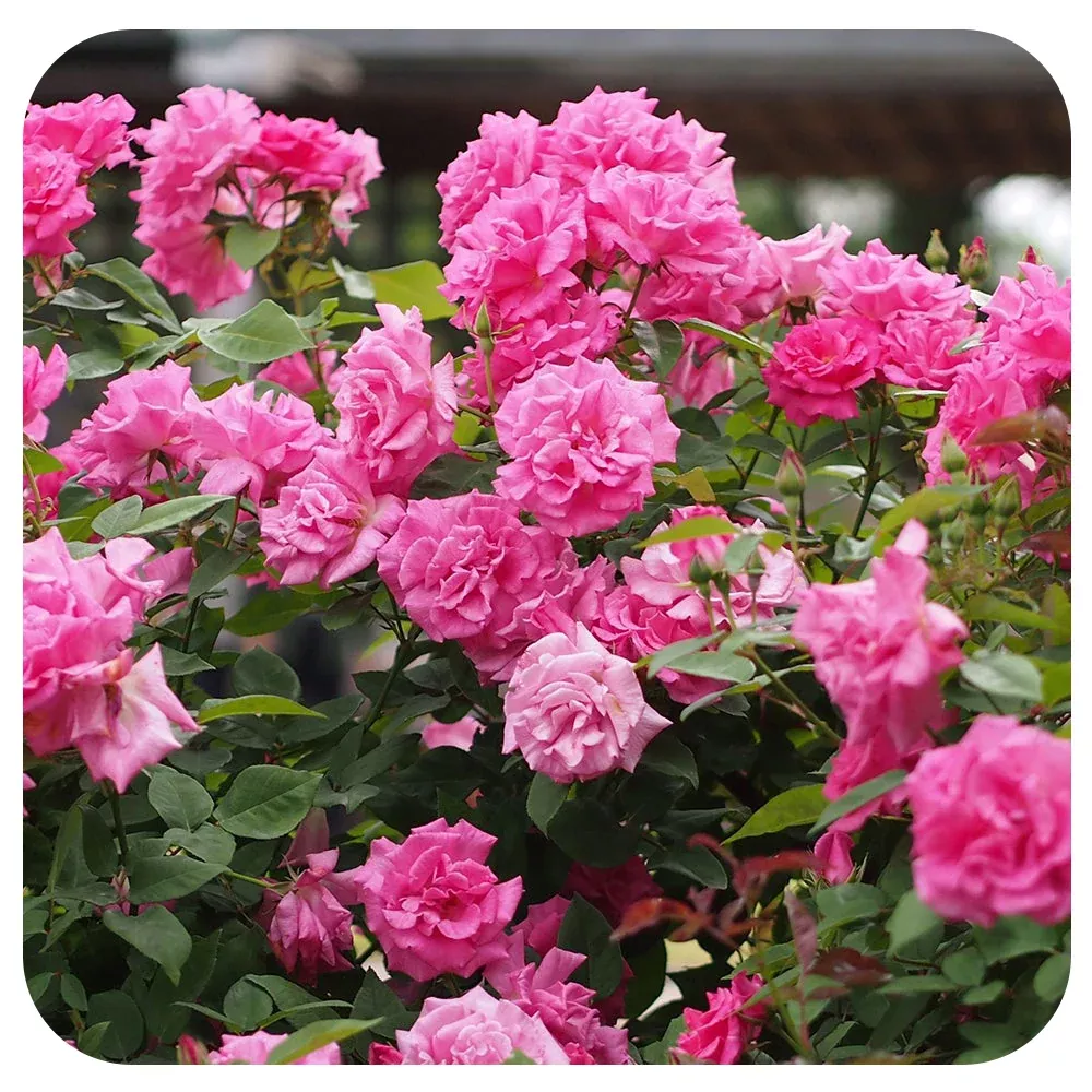 Zéphirine Drouhin Climbing Roses by Weeks Roses