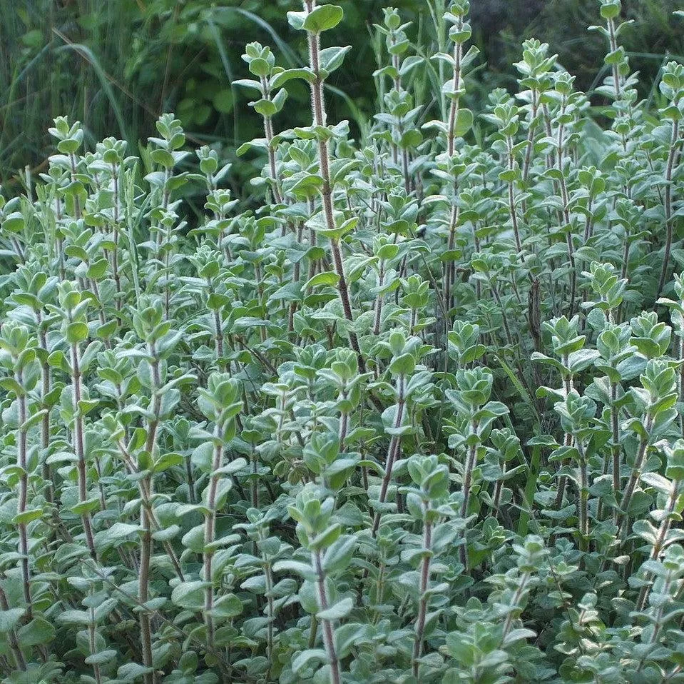Za'atar