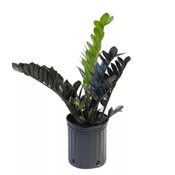 Zamioculcas/Zz Plant Raven 10"