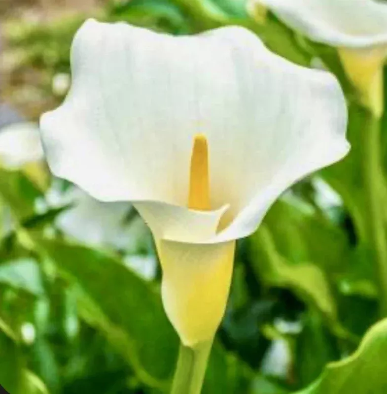 Zantedeschia Aethiopica White Calla Lily Bulbs – 5 Live 2 inch Flower Bulbs